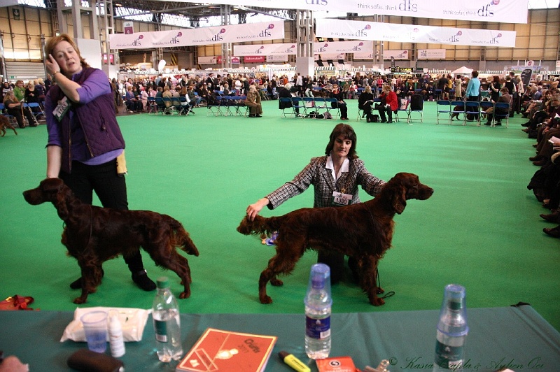 Crufts2011 204.jpg